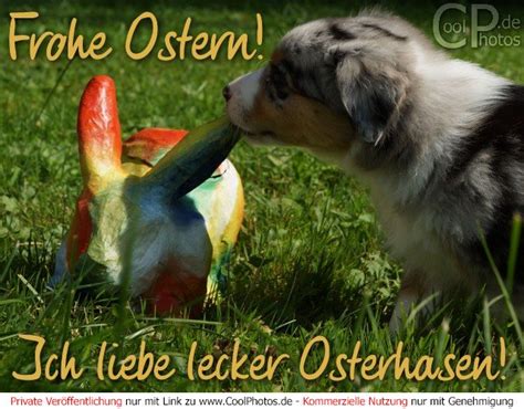 Lots of people want to know how to say frohe ostern, osterei, ostereiersuche, osterhase in english. CoolPhotos.de - Frohe Ostern! Ich liebe lecker Osterhasen!