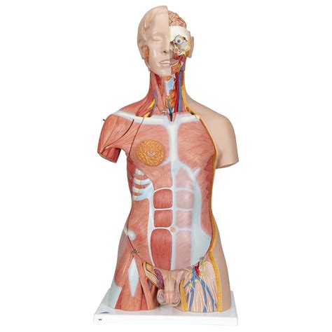 Whatever a person does, all his movements, even those to which we sometimes do not pay attention, are enclosed in the activity of muscle tissue. 3B Scientific® Deluxe Dual-Sex Muscle Torso WorldPoint®