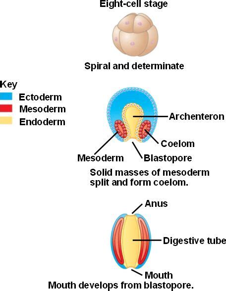 Gastrula (diploblastic) ectoderm endoderm mesoderm archenteronspace within endoderm blastopore. protostome.html 32_09ProtDevelopment.jpg