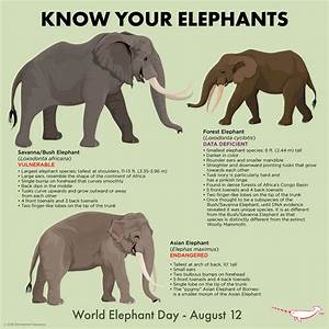 World Elephant Day Elephant Species Elephant Day