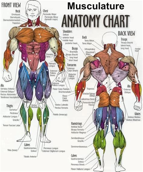 Free download 65 best quality human body parts drawing at getdrawings. Human anatomy diagram picture ~ Human Anatomy