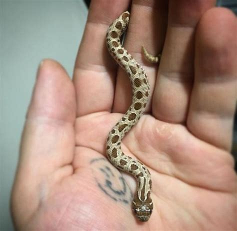 Shipping and short term payment plans available. anaconda morph western hognose snake For Sale in Milford ...