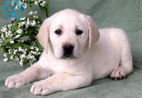 At that time, labs were found to be good hunters and quickly became a favorite gun dog. Pongo | Labrador Retriever - English Cream Puppy For Sale ...