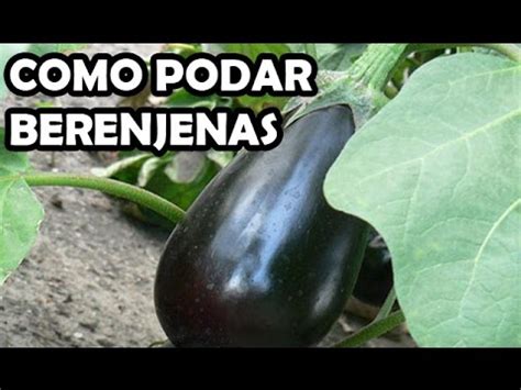 ¡descubre cómo cocinarla y evitar el amargor! Cómo podar berenjenas | Plantas