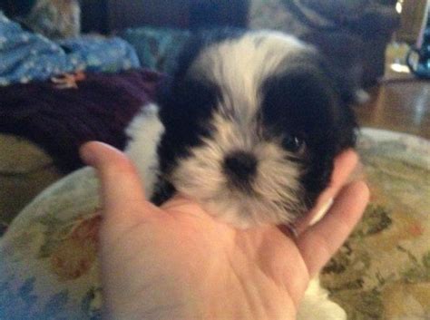 Harpo is one of the best 3 1/2 month old maltese shitzu puppies and he is absolutely adorable. Tiny Shih Tzu puppies for Sale in Statesville, North Carolina Classified | AmericanListed.com