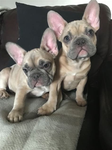 Hide this posting restore restore this posting. READY NOW KC REGISTERED FRENCH BULLDOG SAN FRANCISCO For ...