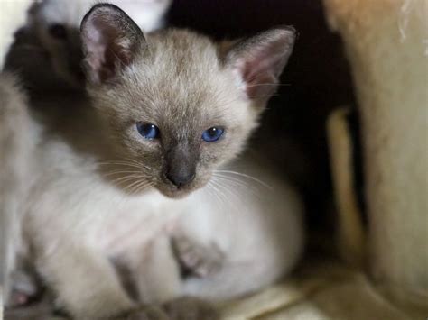 Beautiful litter of 3 male blue point classic siamese kittens. Blue Point and Seal Point Siamese Kittens for Sale in ...