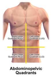 The division into four quadrants allows the localisation of pain and tenderness, scars, lumps, and other items of interest. 사분면 및 복부 영역 - Quadrants and regions of abdomen - Wikipedia