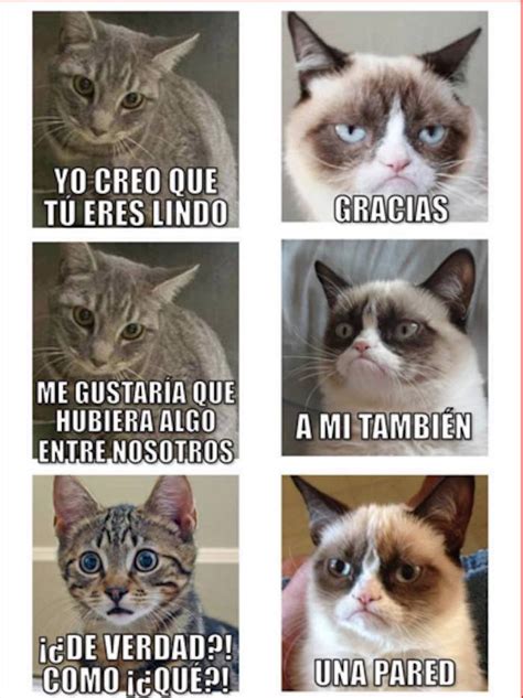 No son cariñosos, sociables y obedientes como los perros. Los MEMES por el Día Internacional del Gato | SinEmbargo MX