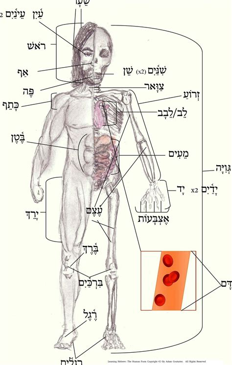 Name of parts of the body. woman body parts neme | Diabetes Inc.