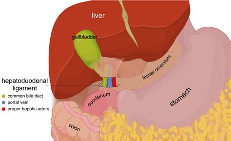 Created with raphaël 2.1.0 x100 x400 x200. Hepatoduodenal ligament - Wikipedia