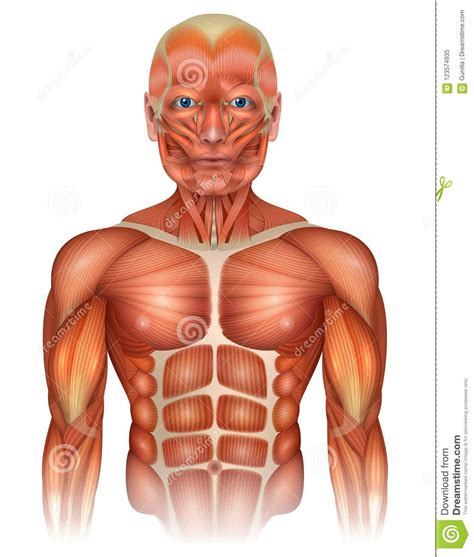 Learn about anatomy upper limb torso with free interactive flashcards. Upper Torso Anatomy / Male Upper Body Anatomy And Internal ...