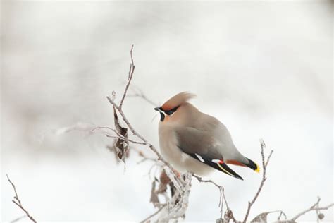 Wann ist die amsel brutzeit? Brutzeit von Amseln » Wann brüten die Vögel im Garten?