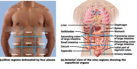 This quiz can help you. Abdominal Quadrants Labeled / 7 Quadrants Of The Abdomen Ideas Quadrants Of The Abdomen Nursing ...