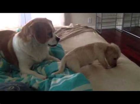 When he finally gets this elderly dog's attention, what follows is pure cuteness. New puppy meets older dog - YouTube