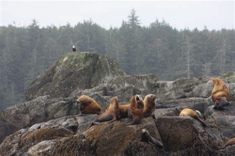 Maybe you would like to learn more about one of these? 131 | Visit QCI Vacation Homes | Haida Gwaii Islands ...