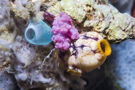 Sea squirts - Stock Image - C049/2390 - Science Photo Library