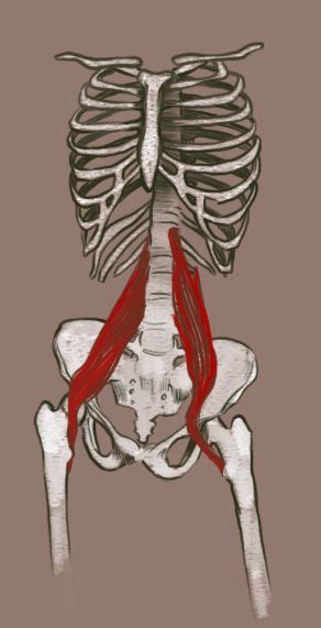 The gluteus maximus can be seen at the top, cut away to expose the underlying the popliteus muscle at the back of the leg unlocks the knee by rotating the femur on the tibia all four muscles are the key extensors of the lower leg at the knee joint and also stabilize and. Anatomical image of psoas major - art by Stephanie Cost | Hip flexor, Psoas release, Roller derby