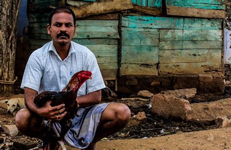 Fighting with roosters is a nasty, inhumane, detestible, loathsome, revolting activity that only imbeciles partake in. Cock Fighting in Tamilnadu | Caleidoscope