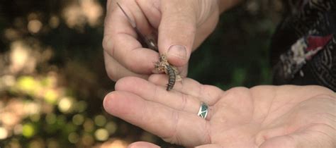 The bagworm family is fairly small, with about 1,350 species described. TonganoxieMirror.com | It's in the bag: Bagworms produce ...