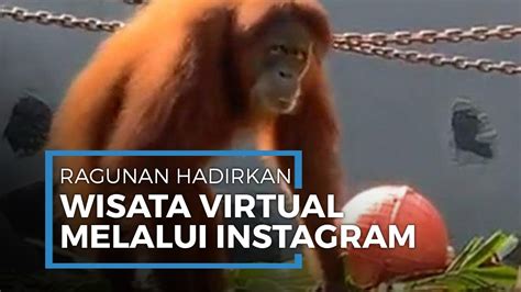 Lebih dari 2000 hewan hidup dan 351 spesies yang terdiri dari spesies mamalia. Melihat Aksi Orang Utan di Kebun Binatang Ragunan Lewat ...