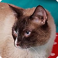 Why spay or neuter your cat? Cincinnati, OH - Siamese. Meet Binx a Cat for Adoption.