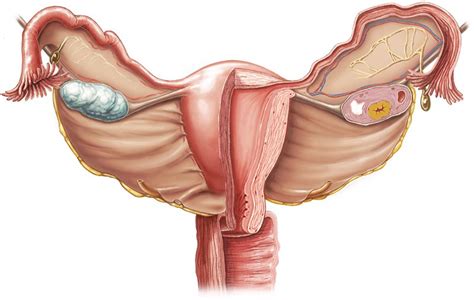 The female reproductive system provides several functions. Female reproductive organs (Anatomy) - Study Guide | Kenhub