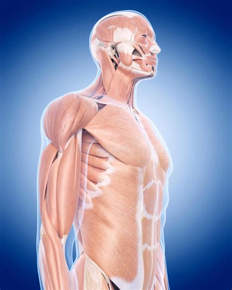 The upper leg muscles stock illustration. Illustration of ...