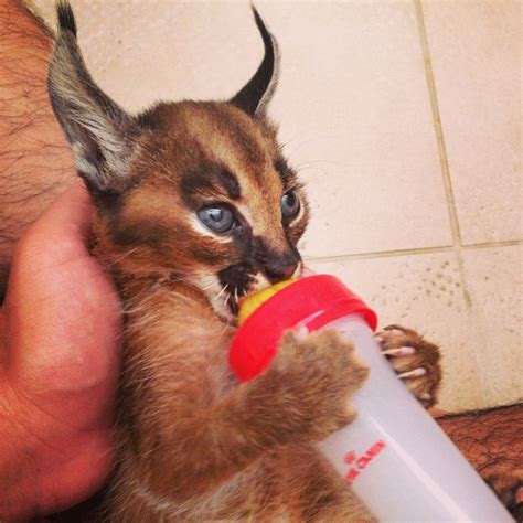 See full list on exoticanimalsforsale.net Caracal cat | Caracal cat, Cat species, Gorgeous cats