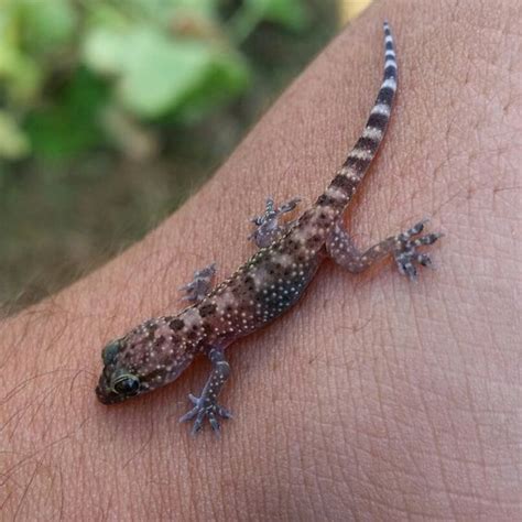 Check spelling or type a new query. Baby gecko I caught after pulling up some old cantaloupe ...