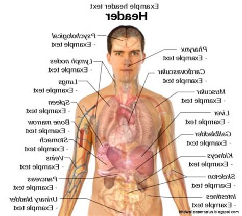 Learn these parts of body names to increase your vocabulary words in english. Parts Of Male Body With Diagram