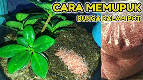 Dengan perpaduan produk pupuk gdm organik, dapat meminimalisir penyakit tular pada tanah. CARA MEMUPUK BUNGA DI POT SUPAYA TUMBUH SUBUR - YouTube