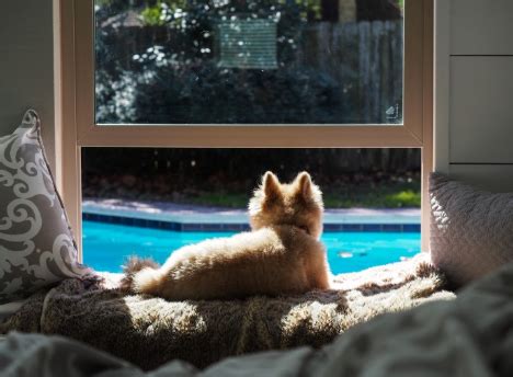 Milgard screen door hardware broken. 5 Reasons Pets Love Replacement Windows | Milgard Blog ...