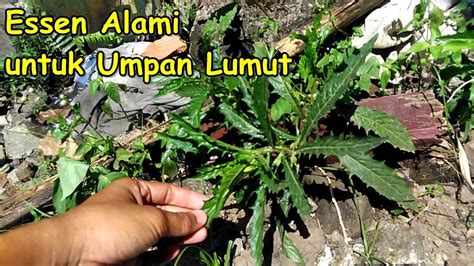 Maybe you would like to learn more about one of these? 1000 Gambar Daun Nila Paling Baru - Infobaru