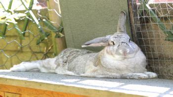 Every time i go and check to see why thinking it could be a cat or something in the garden. Enrichments for rabbits | Rabbit health and welfare ...