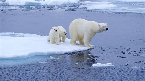 Si l'on voit souvent des photographies d'ours polaire sur la banquise, il est, après tout, forcé de passer plus de temps sur la terre ferme, rappelle françoise gervais. Réchauffement climatique : la saison de chasse des ours ...