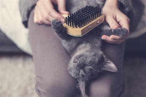 Ab wann wird ein kater geschlechtsreif? Katzenwäsche: Wann Katzen bei der Fellpflege helfen?