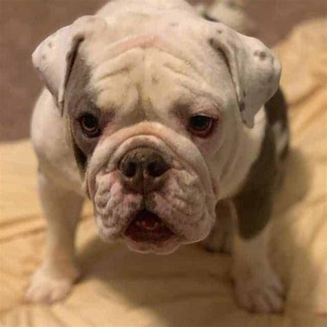 We rescued emmett from the shelter a month ago. How to Tell a Purebred English Bulldog - Me and My Bulldog