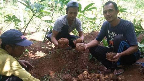 Hasil pilgub jambi desember 2020. Harga Biji Bunganya Selangit, Tanaman Porang Jadi Harapan ...