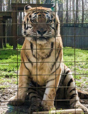 Cat haven rescue inc., land o' lakes, florida. Big Cat Rescue (Tampa) - All You Need to Know Before You ...