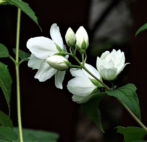 Maybe you would like to learn more about one of these? gefüllter Garten-Jasmin (Philadelphus Virginal ) Foto ...