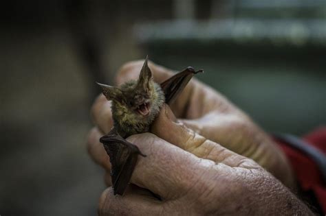 The old world name also alludes to. Teeny-Tiny Animals You Can't Believe Are Even Real ...