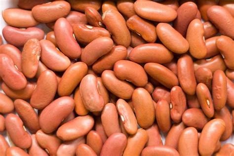 Red kidney beans are not transplanted well, so you can start with planting in the garden at the right time. Light Red Kidney Beans | Eximcan