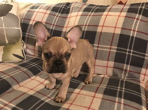 Includes details of puppies for sale from registered ankc breeders. French Bulldog Puppies For Sale | Chesterfield, VA #184587