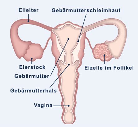 Der erste tag der letzten periode wird dabei als der erste zyklustag gezählt. Was ist ein Eisprung? | Clearblue