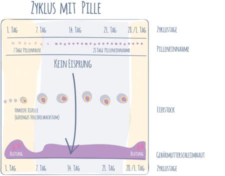 Musste nachem transfert noch 2x die woche zum spritzen (poroton). Wann Ist Die Eisprung. Eisprung: Wann sind die fruchtbaren ...