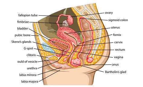 Human diagram of organs the reason why everyone love body organs diagram information. Multi-Cellular Organisms | iheartscience