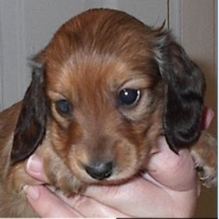 Did you know that drla has a sister recue in utah? Laurel Valley, Dachshund Breeder in State College ...