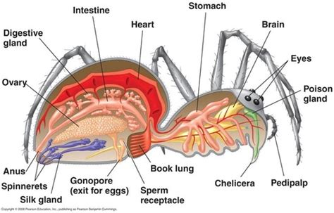 One unit of antivenin will neutralize one average mouse lethal dose of black widow spider venom when the antivenin and the venom are injected simultaneously in mice under suitable conditions. DIGESTIVE SYSTEM - Black Widow spider