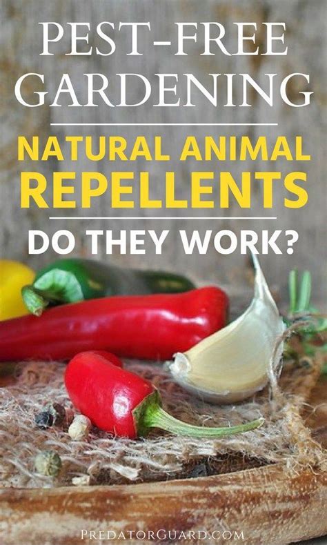 These natural and diy pesticides are effective at helping to rid your crops of harmful critters, but it can be found at many garden stores or natural foods markets. Natural Animal Repellents - Do They Work | Slugs in garden ...